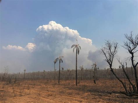 Incendios En Bolivia No Dan Tregua Y Daños A La Fauna Son Incalculables