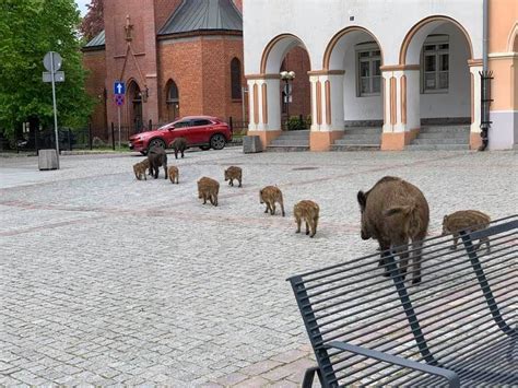 Tego jeszcze w Olsztynie nie było Stado dzików na Starym Mieście