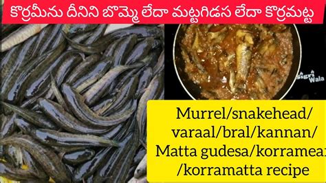 Murrel Curry Snakehead Fish Recipe Korramatta Korrameanmatta Gudesa