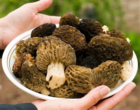 Black Morels 052611 Photo Wm Bates Photos At