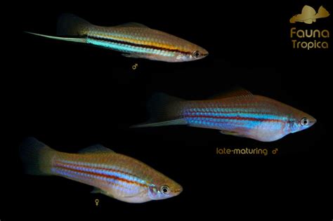 Xiphophorus Hellerii Rio Jimba Information Fauna Tropica