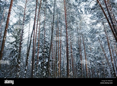 Snowy pine forest Stock Photo - Alamy