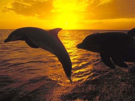 Dolphins at sunrise - Dolphins and Whales Wallpaper (3005337) - Fanpop