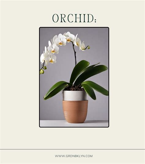 Orchid Care Guide – GRDN