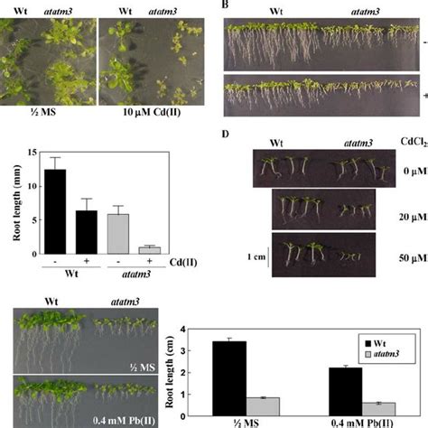 Phenotypes Of Atatm3 Overexpressing Arabidopsis Plants Grown On