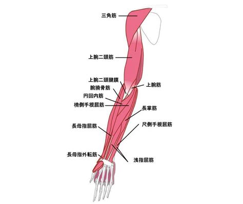 【手は第二の脳】意外と疲れている手や腕の重だるさを一気に解消！手首と腕のスッキリストレッチ ヨガジャーナルオンライン