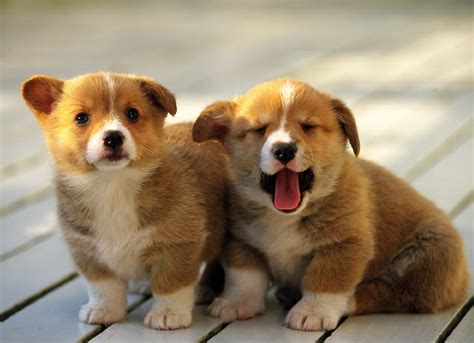 Cachorros Fofos E Lindos - 6