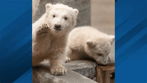 Toledo Zoo announces names of twin polar bear cubs