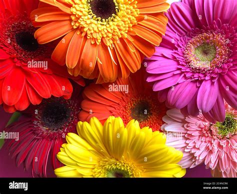 Red Gerbera Daisy Photography