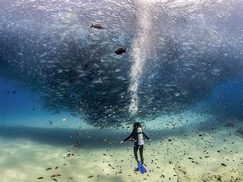 Cabo Pulmo National Park & Marine Reserve: November 12-19, 2017 ...