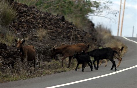 Group Of Five Goats At The Side Of A Curved Road Three Goats Are Brown