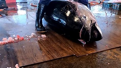 The Ability To Quickly Cut Bluefin Tuna Weighing Over 300 Kilograms