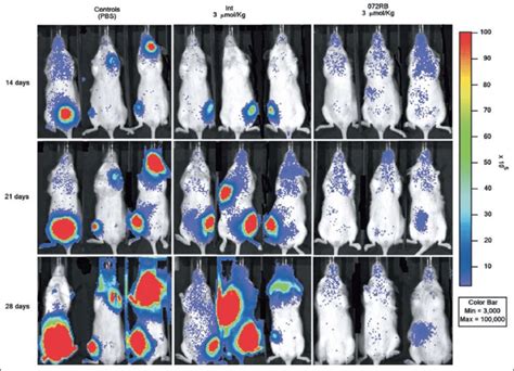 072RB Activity On A Human Leukaemia Xenograft Model NOD SCID Mice