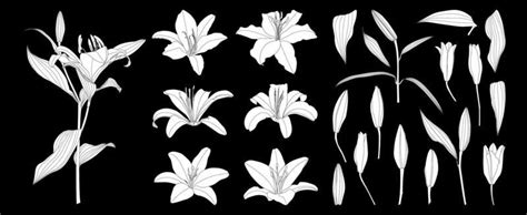 Lily Silhouette Vector Art, Icons, and Graphics for Free Download