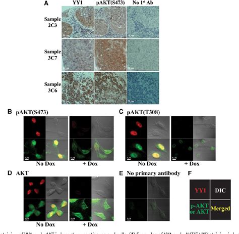 Figure From Yin Yang Promotes Mtorc Mediated Akt Phosphorylation