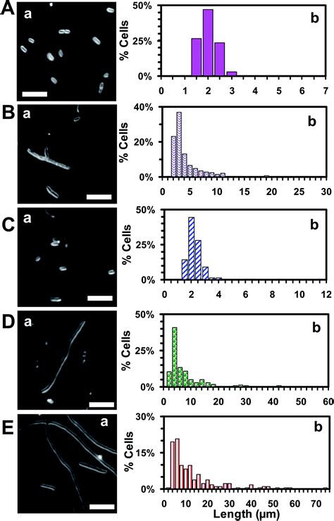 Size Dependent Inhibitory Effects Of Antibiotic Nanocarriers On