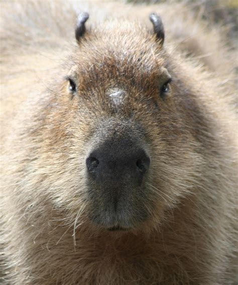 100 Capybara Wallpapers