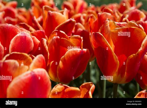 Tulip Time Festival Dutch Holland Michigan In USA Blooming Orange