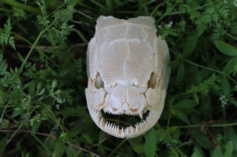 Bowfin Fish Skull Freyjas Forest