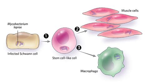 How Intracellular Bacteria Hijack Your Cells | The Scientist