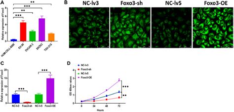 Circular Rna Foxo Enhances Progression Of Ovarian Carcinoma Cells