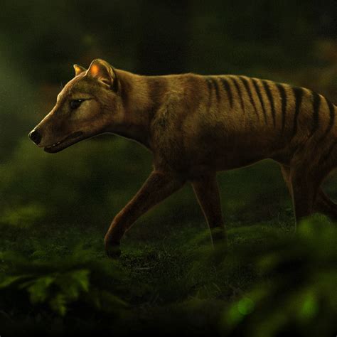 Tasmanian Tiger Sightings Recent