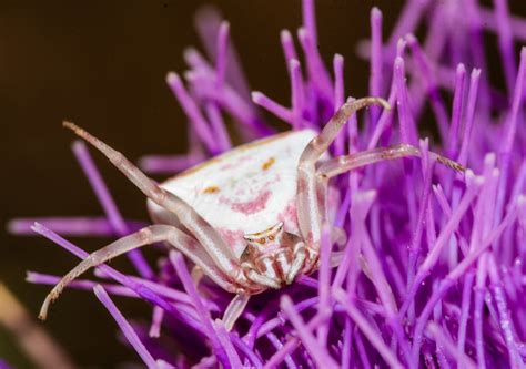 Macro Photography of a Pink Crab Spider · Free Stock Photo