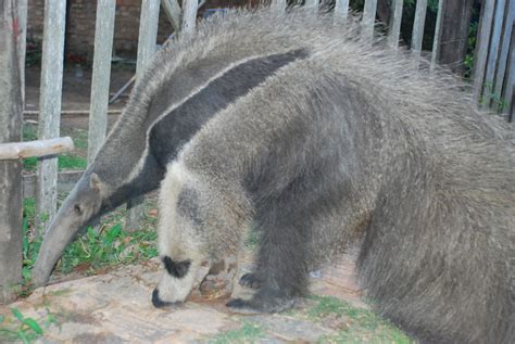 Giant Anteater In July By Robert Gundy Seen Walking Through Yards