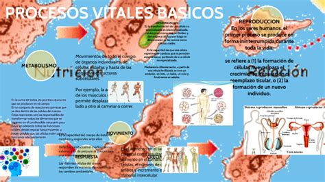 PROCESOS VITALES BASICOS By NAYELI BENITEZ On Prezi