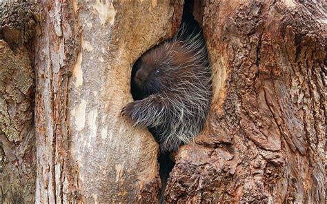 1920x1080px | free download | HD wallpaper: Animal, Porcupine, Arboreal ...