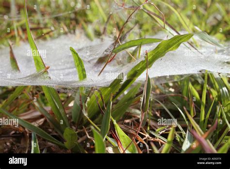 Dew on spider web Stock Photo - Alamy