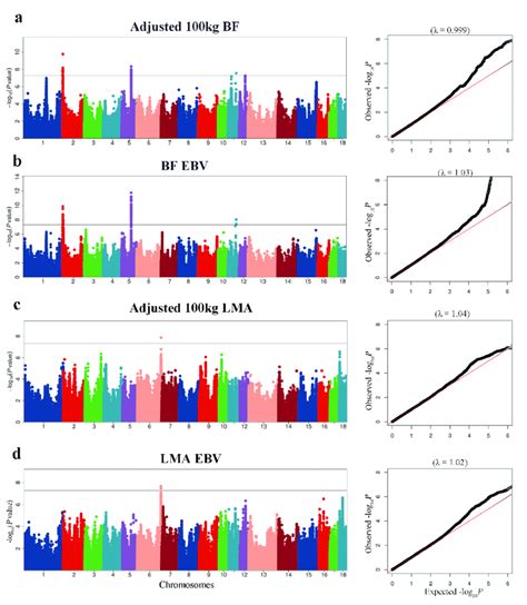 Manhattan Plots Of Gwas For Bf And Lma Traits In Pigs In The Manhattan