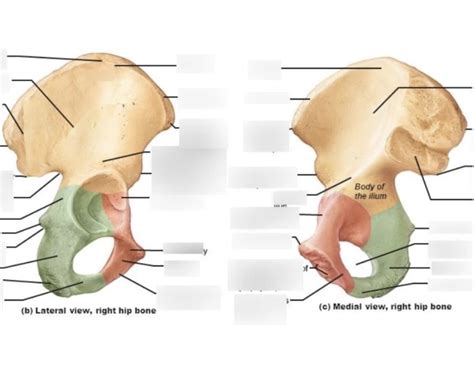 medial and lateral view hip bones Quiz