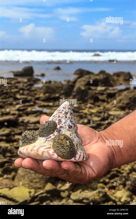 Babosas de mar fotografías e imágenes de alta resolución Alamy