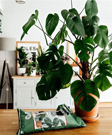 Easy indoor plants: 10 plants for beginners | Homes & Gardens