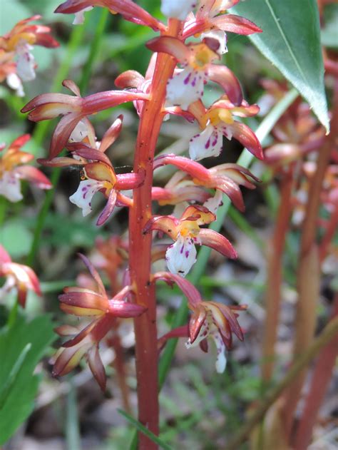 Corallorhiza Maculata Clifford E Lee Nature Sanctuary