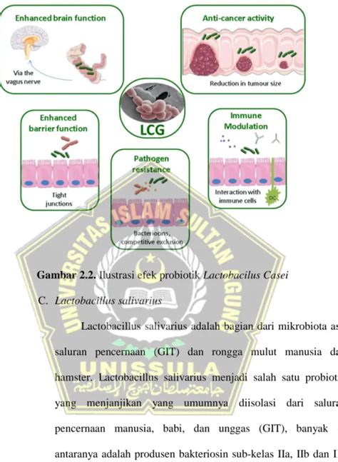 PENGARUH PEMBERIAN KOMBINASI PROBIOTIK TERHADAP PENURUNAN KADAR BASOFIL