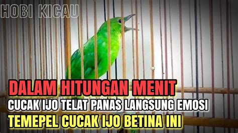 MASTERAN CUCAK IJO BESETAN KASAR CUCAK IJO BETINA GACOR MATERI GEREJA