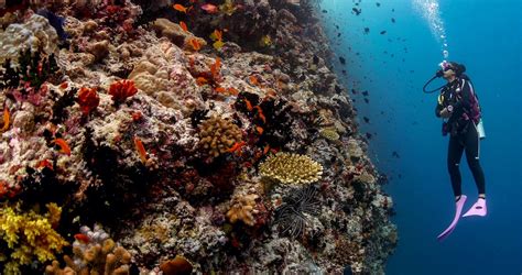 Travel The Maldives: 6 Fantastic Underwater Adventures To Experience In The Maldives