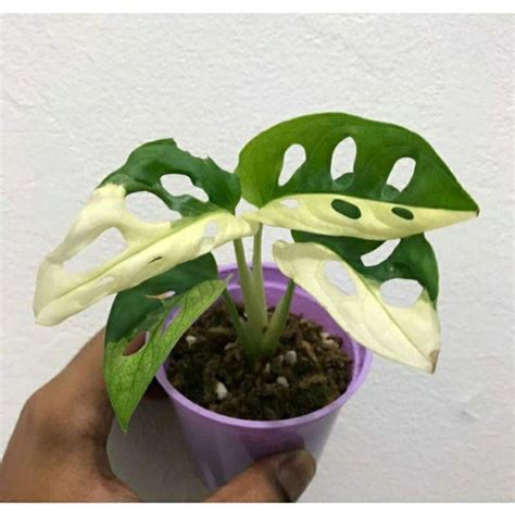 Jual Tanaman Hias Koleksi Monstera Janda Bolong Variegata Jepang Daun 3