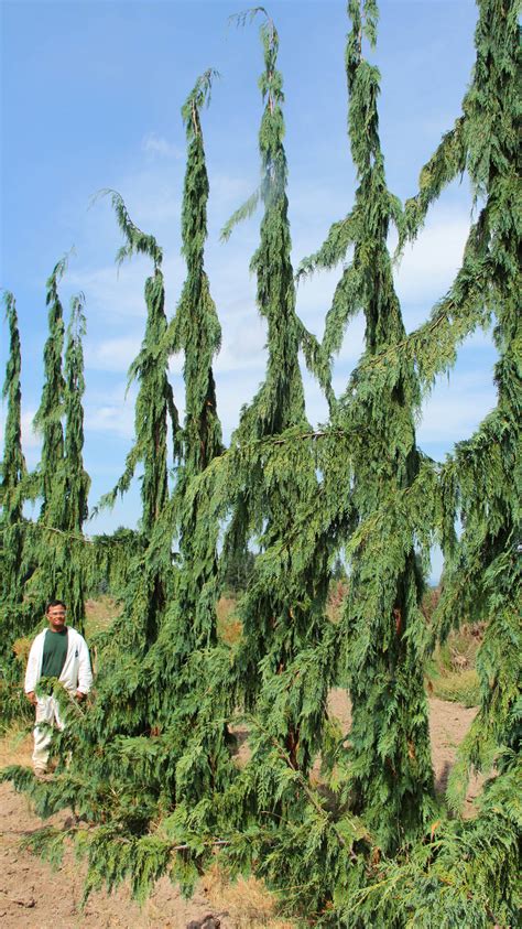 Buy Cupressus Nootkatensis Green Arrow Alaskan Cedar