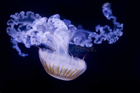 The Purple Striped Jellyfish Chrysaora Colorata Isolated On Black