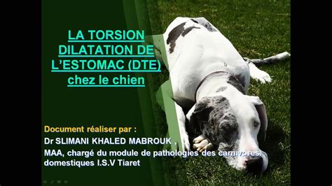 La Torsion Dilatation De L Estomac Chez Le Chien Youtube