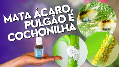 Produto Barato Pra Matar Caros Cochonilhas E Pulg Es Youtube