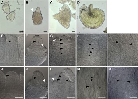 Live Microdissections And Embryological Preparations Of Sexual And