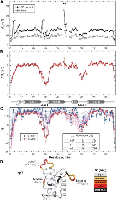 Dynamics Of Im Protein By Backbone N Nmr Spin Relaxation And