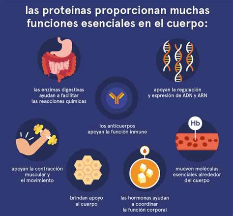 ️】función De Las Proteínas En El Cuerpo Humano Iltortellino