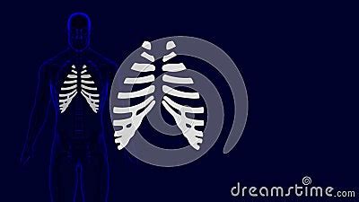 Human Skeleton Costal Cartilage Anatomy 3D Illustration Stock Video - Video of cage, anatomy ...