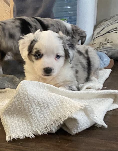 Your New Best Friend Awaits: Puppies for Sale