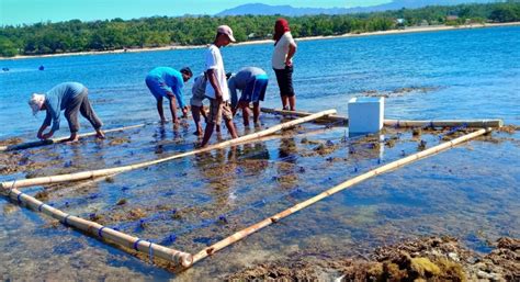 Seaweeds Top Second Quarter Fishery Output The Manila Times